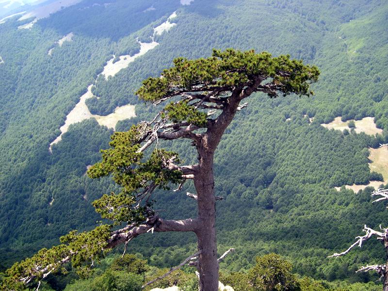 Pinus Leucodermis - PINO LORICATO